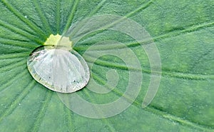 Symbiosis of nature, the leaf shelter the drop of water. photo