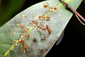 Symbiosis, Red Ant Sucking Nectar Honeydew from aphids