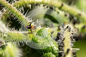Symbiosis, teamwork and cohabit of insects, aphids and ants on a green plant
