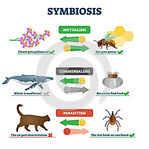 Symbiosis vector illustration. Labeled living together educational scheme.