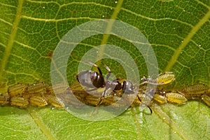 The symbiotic relationship between ants and aphids macro photography photo