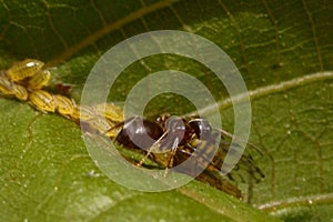 The symbiotic relationship between ants and aphids macro photography photo