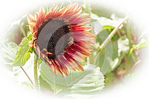 Symbiotic Relationship Between Honeybees and Sunflowers