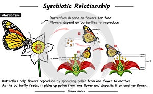 symbiotic relationship of mutualism photo