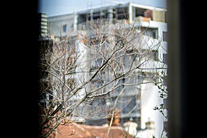 Symbiotic view of building and tree branch