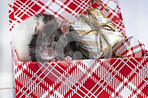 The symbol of 2020 is a rat, a New Year`s decor elements. Year of the rat.A gray rat with white spots is sitting in a box with Ne
