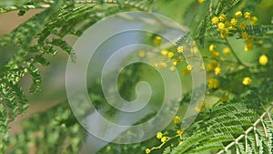 Symbol Of 8 March. Mimosa Acacia Dealbata Tree. Yellow Gold Flowering Mimosa Blossom. Still.