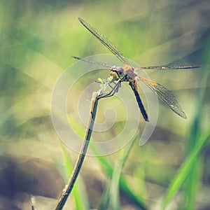 Symbol Of Change Concept: A Dragonfly Warming Up In The Sun Before Taking Off, Blurred Green Meadow Background, Bright Sunny Summe