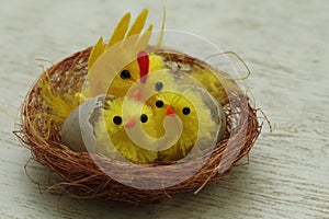 Easter. Two young Chicks and one large chick in the nest on gray background