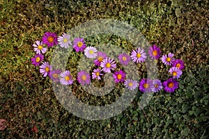 Symbol of infinity in aster flowers. Lemniscate sign made with autumn purple flowers on a green grass background.