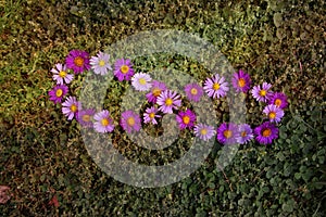 Symbol of infinity in aster flowers. Lemniscate sign made with autumn purple flowers on a green grass background. photo