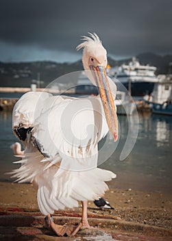 Symbol of the island - pelican Petros, Mikonos, Greece photo