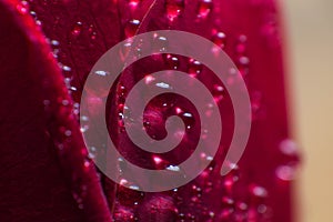 Symbol of love and romantic feelings red rose petals macro picture with water drops