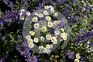 Daisy perennial flower of the Aster family pharmacy plant herbaceous symbol of love