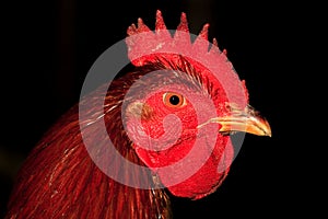 Symbol of new year Fire rooster