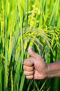 The Symbol of one the rice seed in rice field show the yield goo