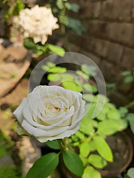 Symbol of peace .a perfect white rose say that you choose me & I definitely makes your day full of joy & peace