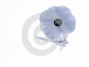 white poppy  peace remembrance  day