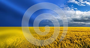 Symbol of Ukraine - Ukrainian national blue yellow flag with closeup of harvest of ripe golden wheat a clear blue sky in