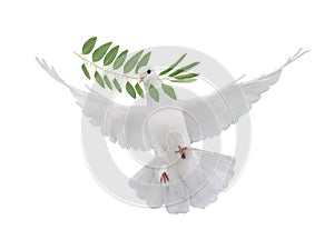 Gratis volador blanco paloma 
