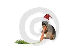 Symbol of the year black rabbit with carrot in its paws on a white background