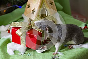 Symbol of the year. Gray mouse sits on a background of Christmas decorations boxes with gifts.Happy New Year 2020
