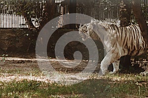 symbol of year, white tiger walks through the aviary, beautiful predatory animal