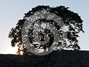 Symbolic big old tree inside Kalemegdan fortress wall at sunset, Belgrade