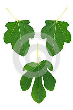 Symbolic fig leaves - set of three