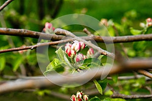 Symbolic fresh spring blossom