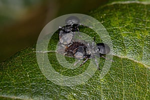 Symbolic interaction between Turtle Ants and Scale Insects