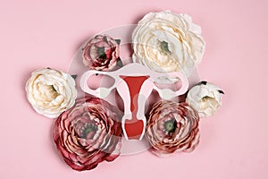 Symbolic model of the uterus with peonies flowers on a pink background