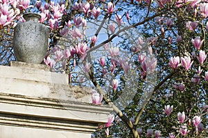 Symbolic old stone vase on ancient monument with magnolia background