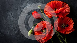 Symbolic red poppies on black background for remembrance day, armistice day, anzac day symbolization