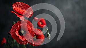 Symbolic Red Poppies on Black Background - Remembrance Day & Armistice Day Tribute