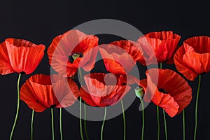 Symbolic red poppies on dark background, a symbol for remembrance day, armistice day, and anzac day