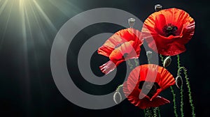 Symbolic red poppies stylized flowers on black background for remembrance and armistice days