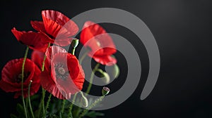 Symbolic red poppies tribute on black background, honoring remembrance day, armistice day, anzac day