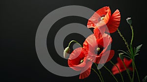 Symbolic red poppies tribute to remembrance day and anzac day on black background