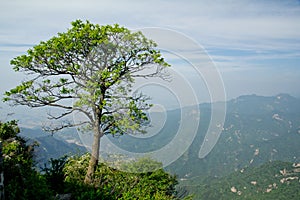 The Symbolic Tree of Jiawutai