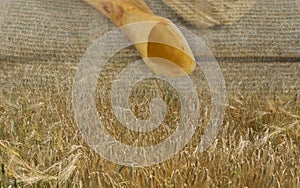 Symbols of jewish holiday Shavuot shofar and wheat field meadow