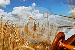 Symbols of jewish holiday Shavuot Torah and wheat field