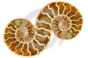 Symetrical Fossil Nautilus on White Background photo