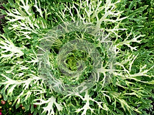 Symetrical Spiral Green Plant