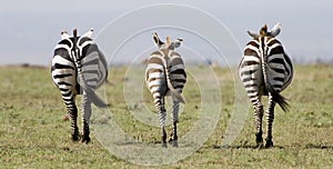 Symetrical Zebra in Kenya photo