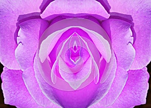 Symmetrical mauve love photo