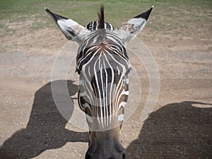 Symmetric close up zebra head. Black and white stripe pattern of zebra.