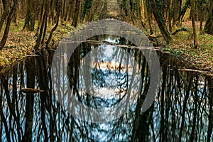 Symmetric reflection of trees in water surface