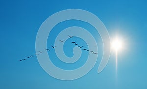 Symmetric V-shaped flight formation of flights of birds over clear sky