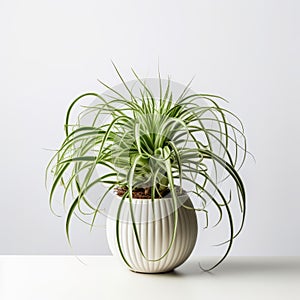 Symmetrical Arrangement Of Air Plant In White Bowl For Commercial Photography